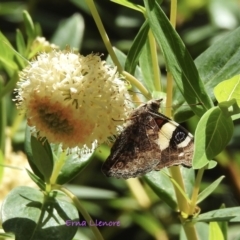 Vanessa itea (Yellow Admiral) at Bemboka, NSW - 3 Dec 2022 by GlossyGal