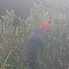 Callocephalon fimbriatum (Gang-gang Cockatoo) at Broulee, NSW - 19 Dec 2022 by Harrisi