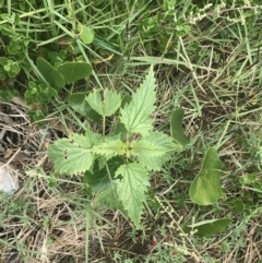 Urtica incisa (Stinging Nettle) at Broulee, NSW - 1 Dec 2022 by Tapirlord