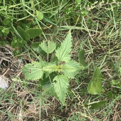 Urtica incisa (Stinging Nettle) at Broulee, NSW - 1 Dec 2022 by Tapirlord