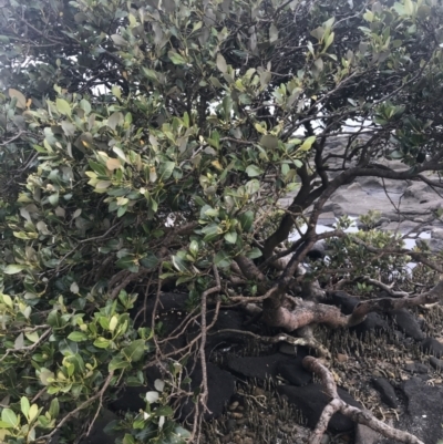 Avicennia marina subsp. australasica (Grey Mangrove) at Broulee, NSW - 1 Dec 2022 by Tapirlord