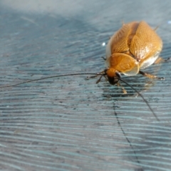 Ellipsidion humerale (Common Ellipsidion) at Rugosa - 17 Dec 2022 by SenexRugosus