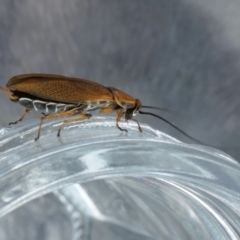 Ellipsidion humerale at Yass River, NSW - 18 Dec 2022