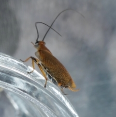 Ellipsidion humerale at Yass River, NSW - 18 Dec 2022