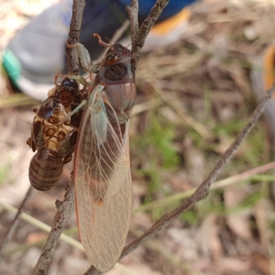 Yoyetta sp. (genus) (Firetail or Ambertail Cicada) at Rugosa - 18 Dec 2022 by SenexRugosus