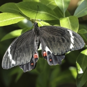 Papilio aegeus at Higgins, ACT - 16 Dec 2022