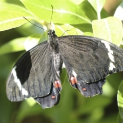 Papilio aegeus at Higgins, ACT - 16 Dec 2022