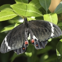 Papilio aegeus at Higgins, ACT - 16 Dec 2022