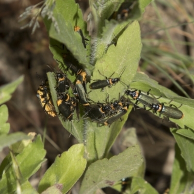 Chauliognathus lugubris (Plague Soldier Beetle) at Higgins, ACT - 15 Dec 2022 by AlisonMilton