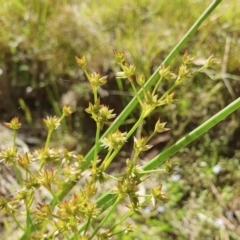 Juncus vaginatus (Clustered Rush) at Yass River, NSW - 17 Dec 2022 by SenexRugosus