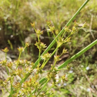 Juncus vaginatus (Clustered Rush) at Yass River, NSW - 17 Dec 2022 by SenexRugosus