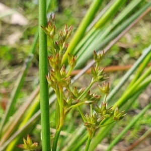 Juncus vaginatus at Yass River, NSW - 17 Dec 2022 03:45 PM