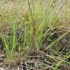 Juncus vaginatus at Yass River, NSW - 17 Dec 2022 03:45 PM