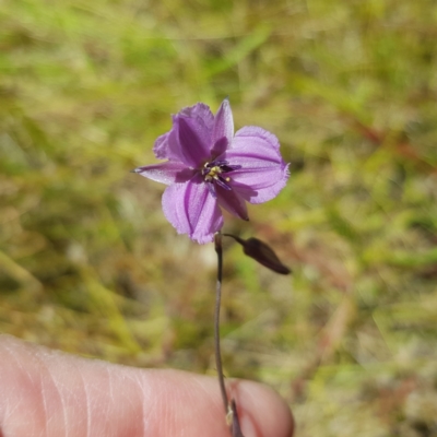 Arthropodium fimbriatum (Nodding Chocolate Lily) at Melrose - 18 Dec 2022 by roman_soroka