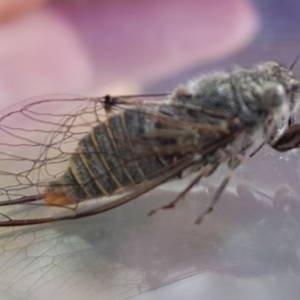 Atrapsalta furcilla at Chisholm, ACT - 18 Dec 2022