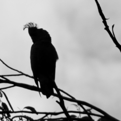 Callocephalon fimbriatum (Gang-gang Cockatoo) at Moruya, NSW - 19 Dec 2022 by LisaH