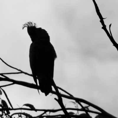 Callocephalon fimbriatum (Gang-gang Cockatoo) at Moruya, NSW - 19 Dec 2022 by LisaH