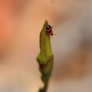 Dicranolaius cinctus at Moruya, NSW - suppressed