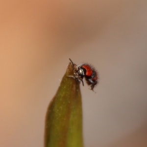 Dicranolaius cinctus at Moruya, NSW - suppressed