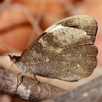 Heteronympha mirifica (Wonder Brown) at Moruya, NSW - 19 Dec 2022 by LisaH