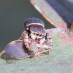 Simaethula sp. (genus) (A jumping spider) at Melba, ACT - 19 Dec 2022 by naturedude