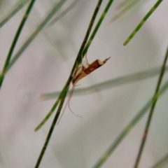 Crocanthes glycina (Lecithoceridae) at Moruya, NSW - 19 Dec 2022 by LisaH