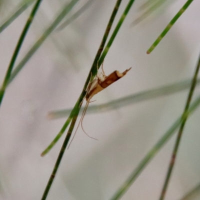 Crocanthes glycina (Lecithoceridae) at Moruya, NSW - 19 Dec 2022 by LisaH