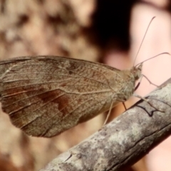 Heteronympha merope (Common Brown Butterfly) at Moruya, NSW - 19 Dec 2022 by LisaH