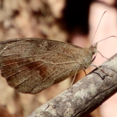 Heteronympha merope (Common Brown Butterfly) at Moruya, NSW - 19 Dec 2022 by LisaH