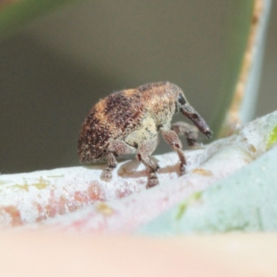 Cryptoplini sp. (tribe) (Weevil) at Melba, ACT - 13 Dec 2022 by naturedude