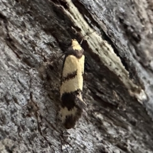 Olbonoma triptycha at Ainslie, ACT - 19 Dec 2022 08:20 PM