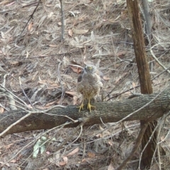 Accipiter cirrocephalus (Collared Sparrowhawk) at Moruya, NSW - 17 Dec 2022 by LisaH