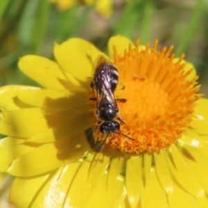 Lasioglossum (Chilalictus) sp. (genus & subgenus) at Kambah, ACT - 19 Dec 2022