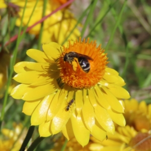 Lasioglossum (Chilalictus) sp. (genus & subgenus) at Kambah, ACT - 19 Dec 2022