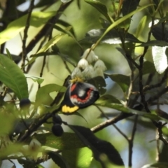 Delias nigrina (Black Jezebel) at Narooma, NSW - 4 Dec 2022 by GlossyGal