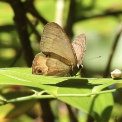 Hypocysta metirius (Brown Ringlet) at Narooma, NSW - 4 Dec 2022 by GlossyGal