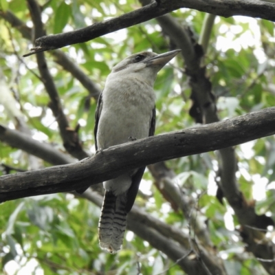 Dacelo novaeguineae (Laughing Kookaburra) at Narooma, NSW - 5 Dec 2022 by GlossyGal