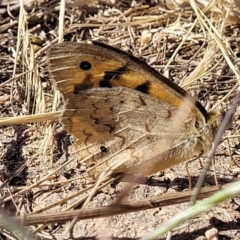 Heteronympha merope (Common Brown Butterfly) at Mitchell, ACT - 19 Dec 2022 by trevorpreston