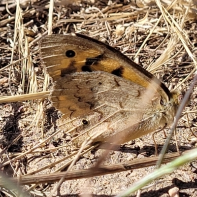 Heteronympha merope (Common Brown Butterfly) at Mitchell, ACT - 19 Dec 2022 by trevorpreston