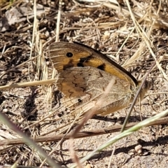 Heteronympha merope at Mitchell, ACT - 20 Dec 2022 08:41 AM