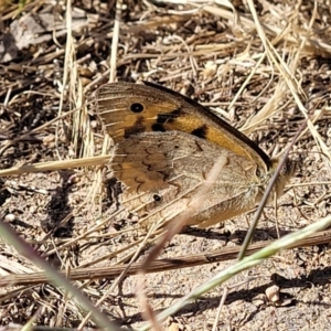 Heteronympha merope at Mitchell, ACT - 20 Dec 2022 08:41 AM