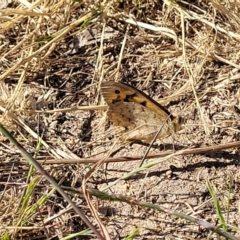 Heteronympha merope at Mitchell, ACT - 20 Dec 2022 08:41 AM