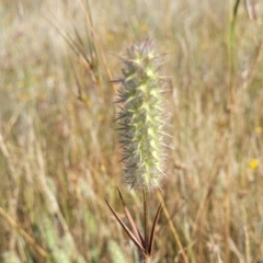 Trifolium angustifolium (Narrowleaf Clover) at Crace Grasslands - 20 Dec 2022 by trevorpreston