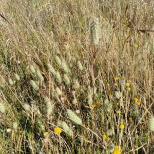 Trifolium angustifolium at Mitchell, ACT - 20 Dec 2022