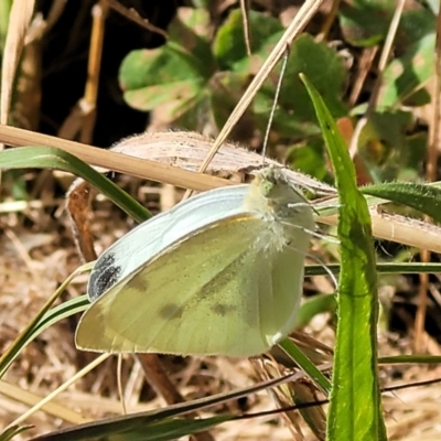 Pieris rapae (Cabbage White) at Mitchell, ACT - 19 Dec 2022 by trevorpreston