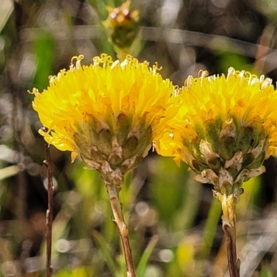 Rutidosis leptorhynchoides (Button Wrinklewort) at Crace Grasslands - 20 Dec 2022 by trevorpreston