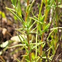 Rutidosis leptorhynchoides at Mitchell, ACT - suppressed