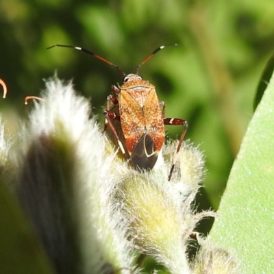 Miridae (family) (Unidentified plant bug) at ANBG - 19 Dec 2022 by HelenCross