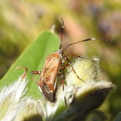 Miridae (family) at Acton, ACT - 19 Dec 2022