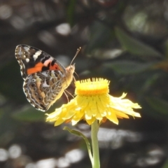 Vanessa kershawi (Australian Painted Lady) at ANBG - 19 Dec 2022 by HelenCross